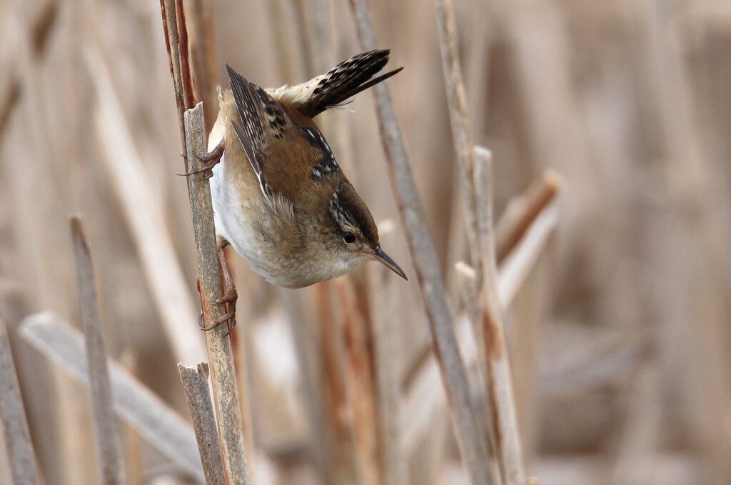 Marsh Wren