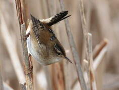 Marsh Wren