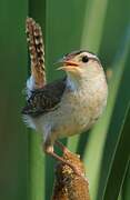 Marsh Wren