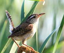 Marsh Wren