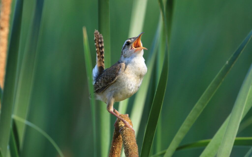 Marsh Wren