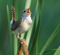 Marsh Wren