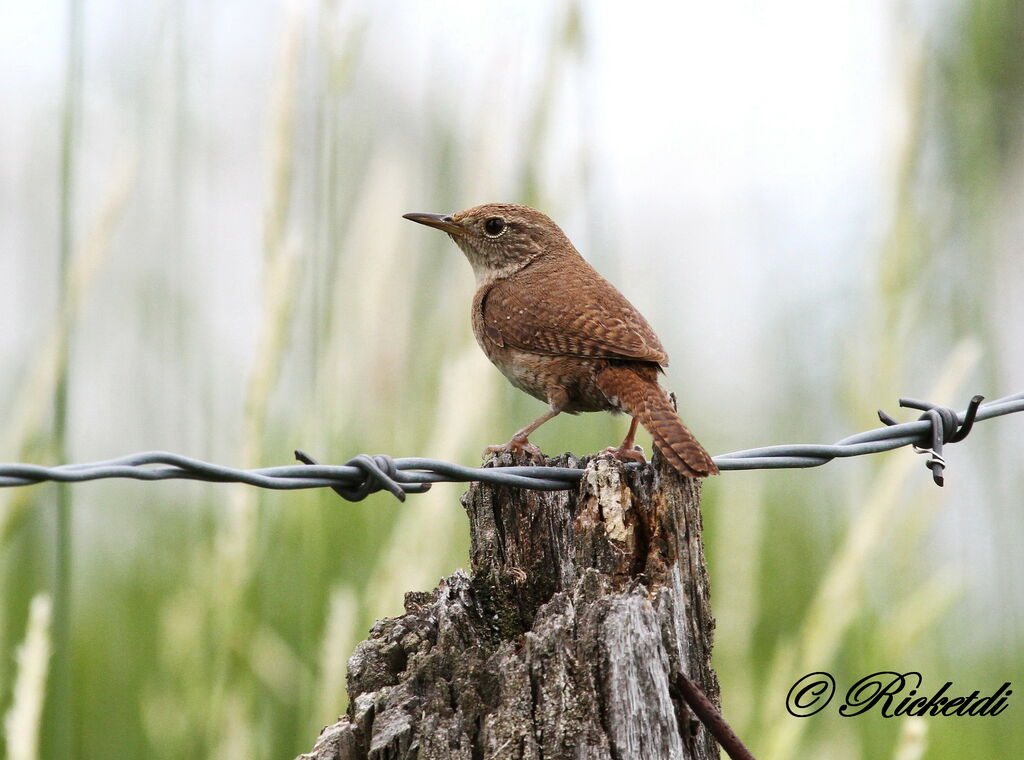 House Wren