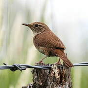 House Wren