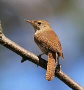 House Wren