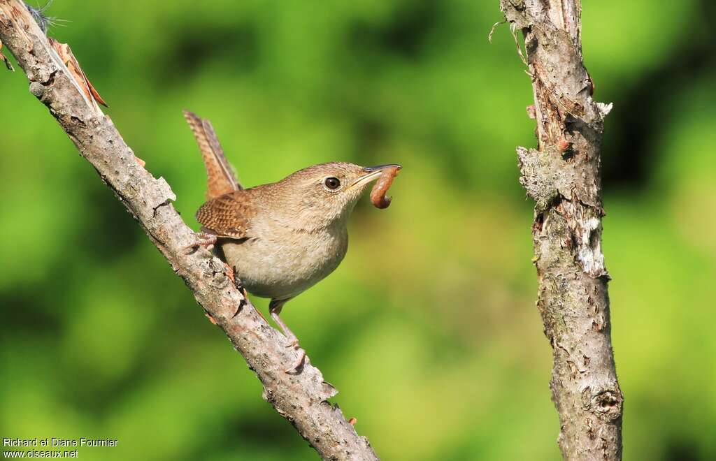 House Wrenadult, feeding habits, Reproduction-nesting