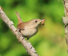 House Wren