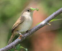 House Wren