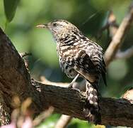 Stripe-backed Wren