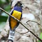Trogon à lunettes jaunes