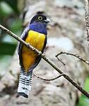 Trogon à lunettes jaunes