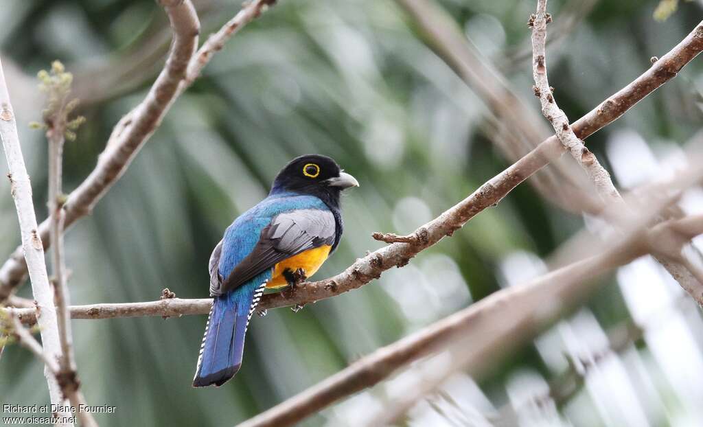 Trogon à lunettes jaunes mâle adulte