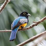 Trogon à lunettes jaunes