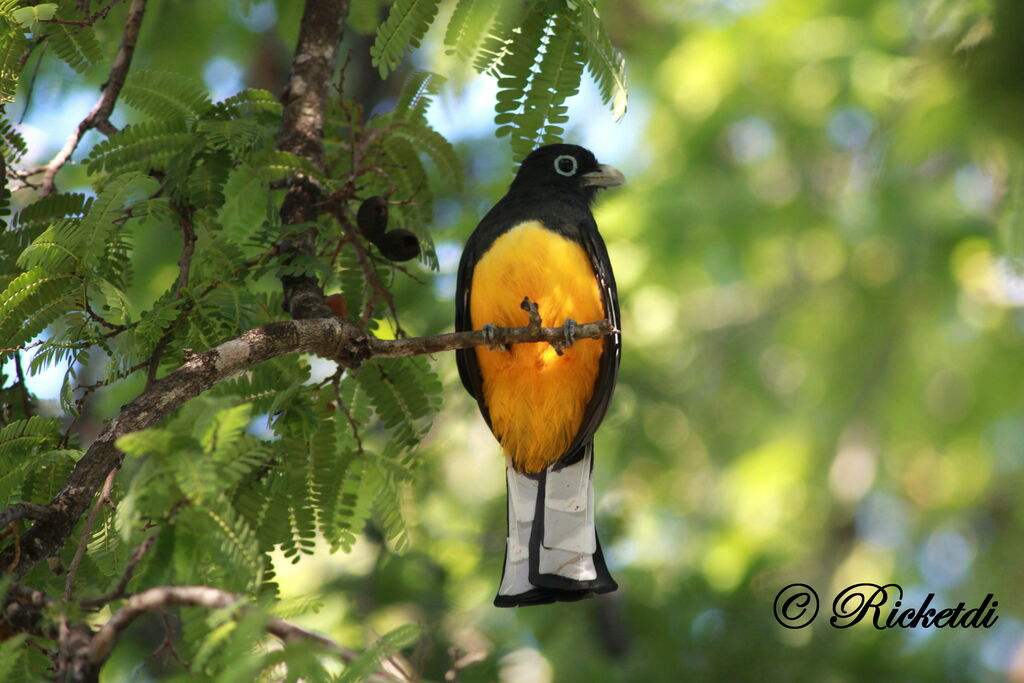 Black-headed Trogon