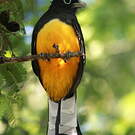 Trogon à tête noire