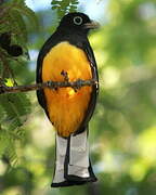 Trogon à tête noire