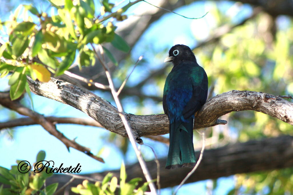 Trogon à tête noire