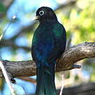 Trogon à tête noire
