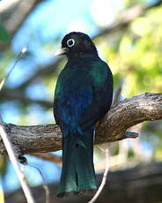 Trogon à tête noire