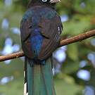 Trogon à tête noire