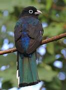 Black-headed Trogon