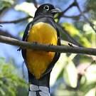 Trogon à tête noire