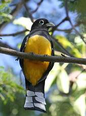 Trogon à tête noire