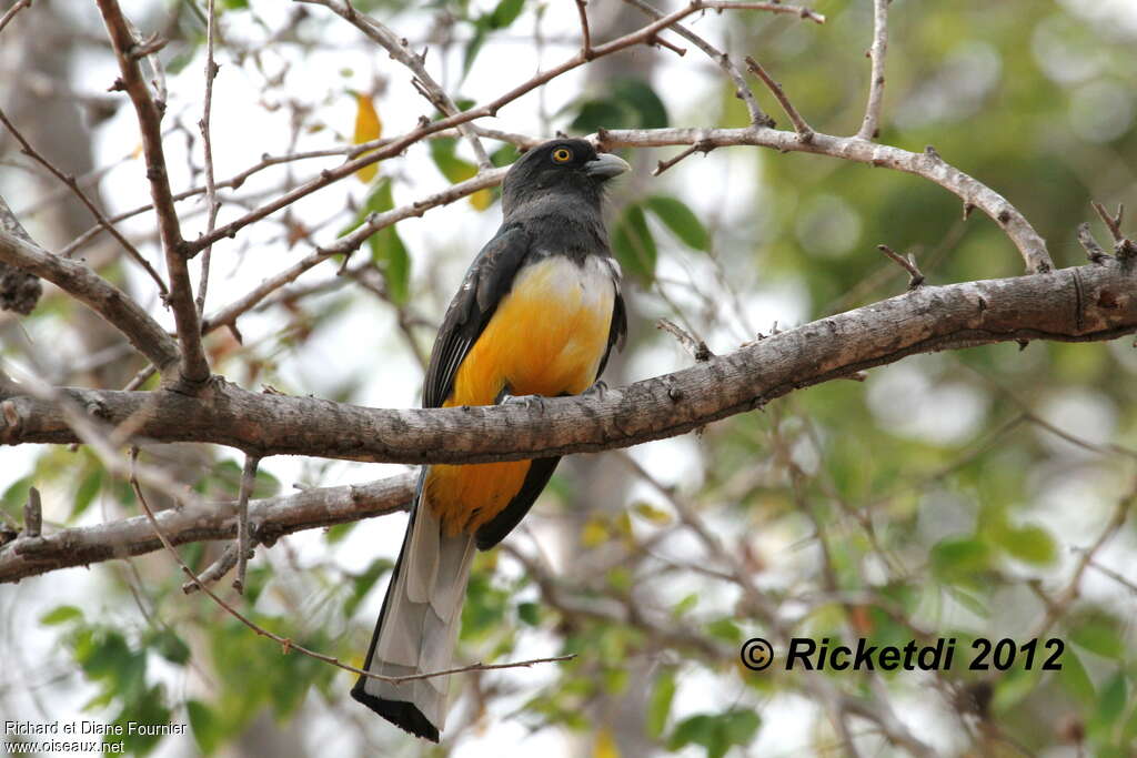 Trogon citrin