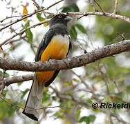 Trogon citrin