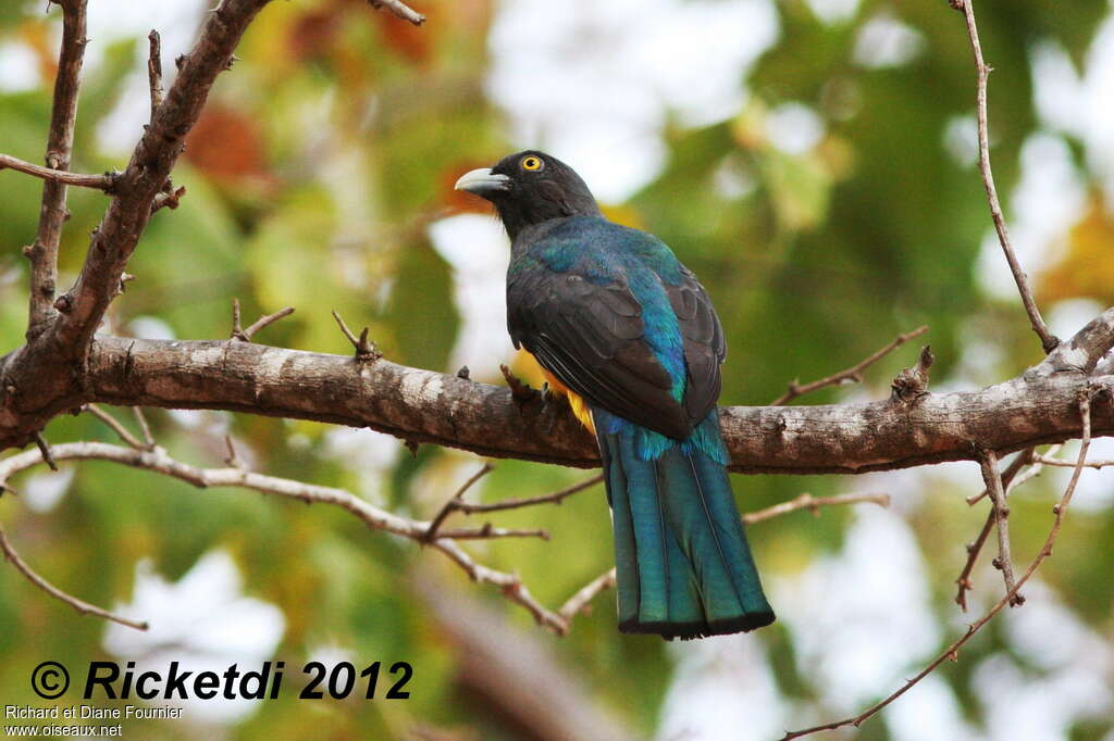 Trogon citrinadulte