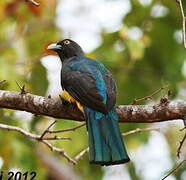 Trogon citrin