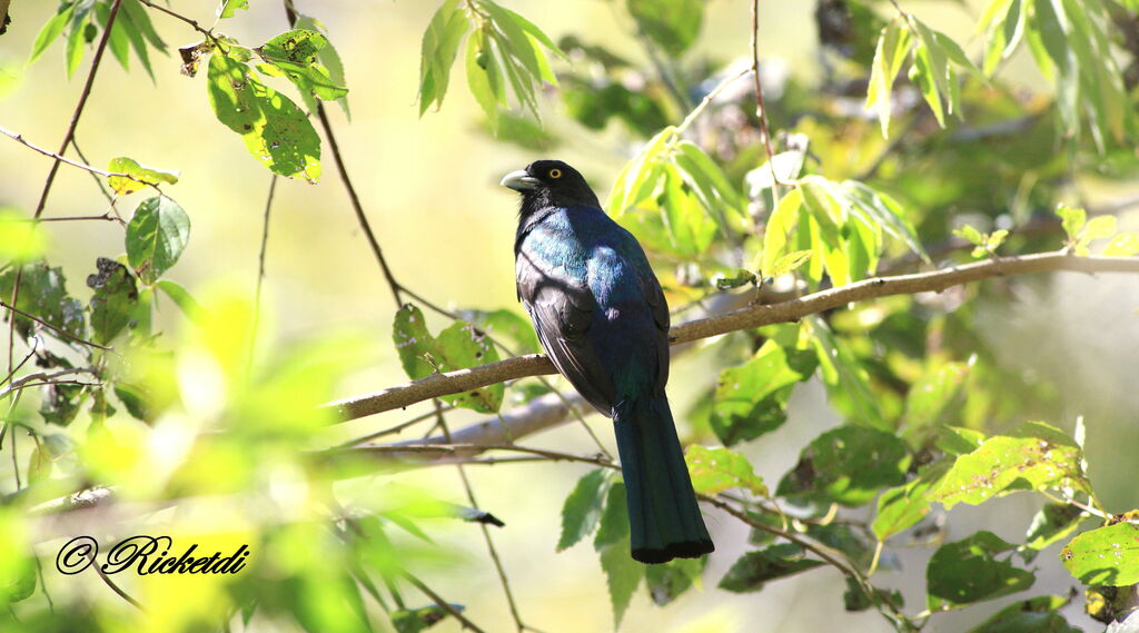 Trogon citrin