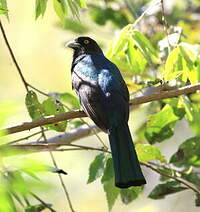 Trogon citrin