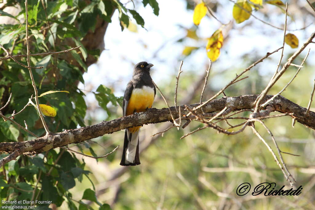 Trogon citrinadulte