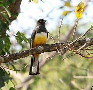 Citreoline Trogon