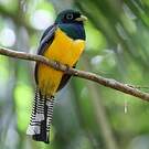 Trogon de Cabanis