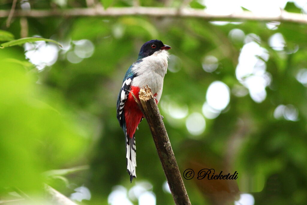 Trogon de Cuba