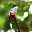 Trogon de Cuba