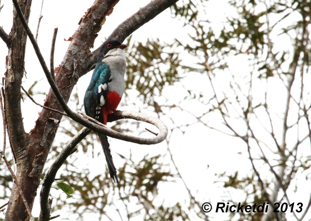 Trogon de Cuba