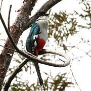 Cuban Trogon