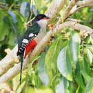 Trogon de Cuba
