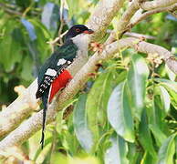 Cuban Trogon