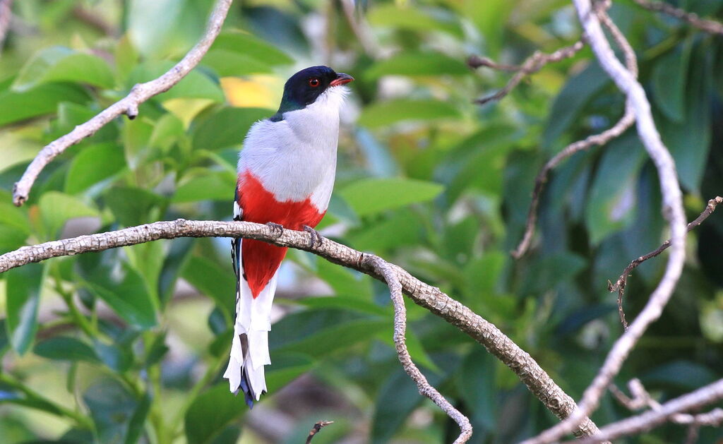 Cuban Trogon