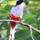 Trogon de Cuba