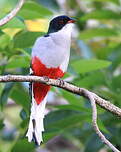 Trogon de Cuba