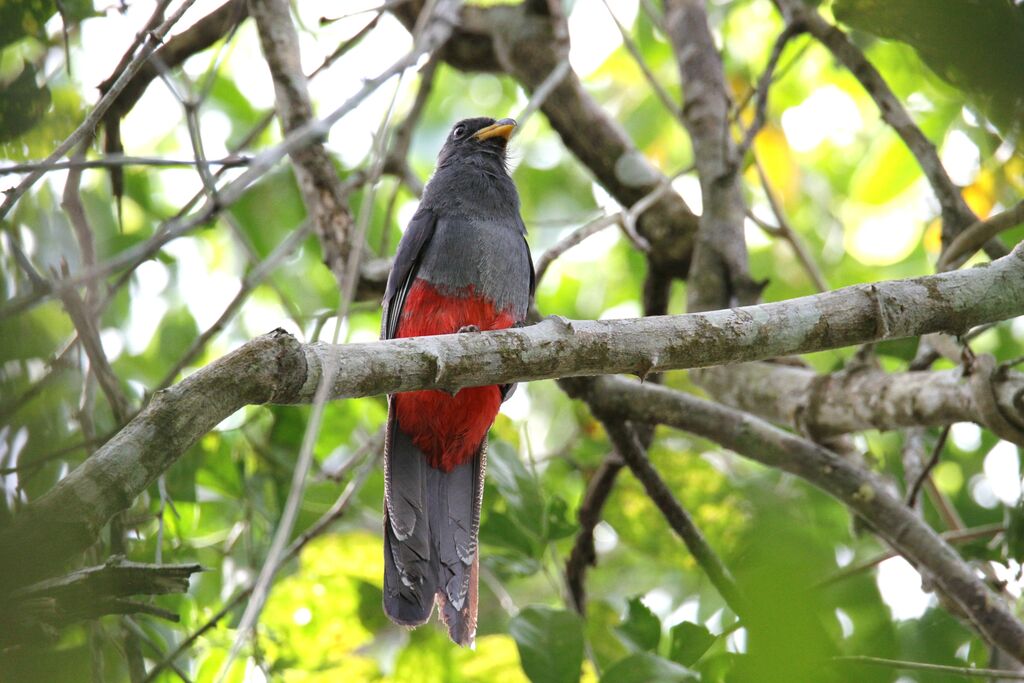 Trogon de Masséna femelle