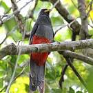 Trogon de Masséna