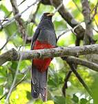 Trogon de Masséna