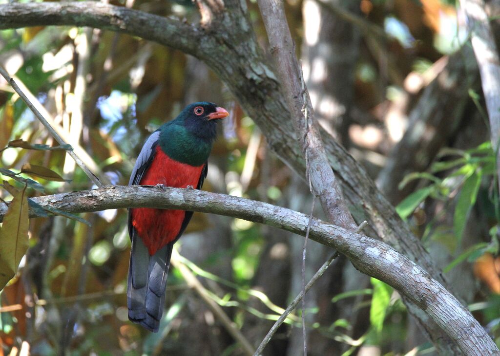 Slaty-tailed Trogon male