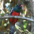 Trogon de Masséna